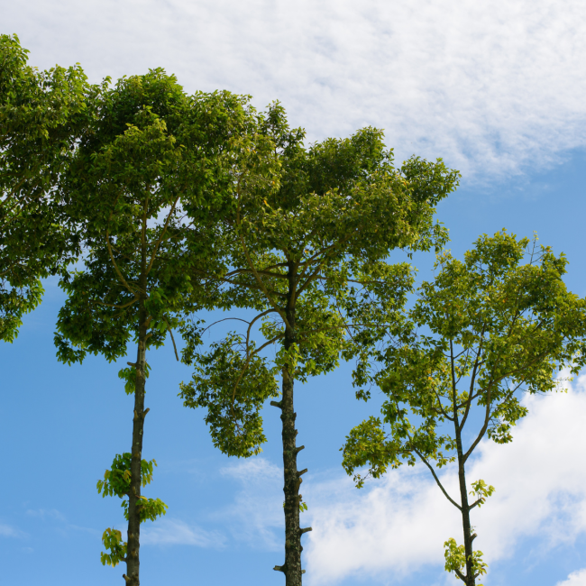 εθνικός κλιματικός νόμος
